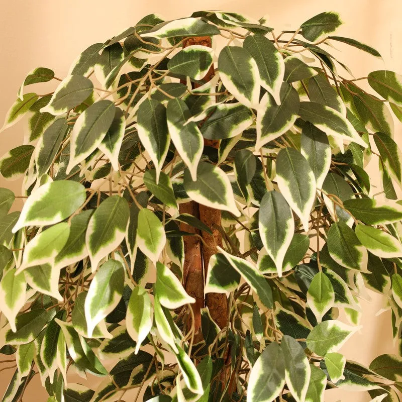 Artificial Variegated Ficus Plant With Black Plastic Pot - 4 ft media 7
