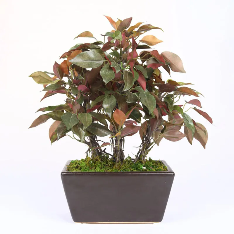 Red Ficus Artificial Bonsai Plant With Ceramic Pot 1.1 Feet - 1.3 Feet media 4