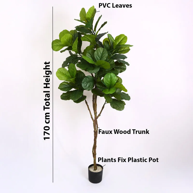 Verdiq Artificial Fiddle Fig With Black Plastic Pot - 5.5 Feet media 7