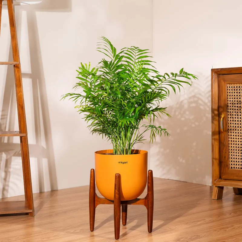 Kyari Areca Palm With Metal Self Watering Pot (Orange) - 3 Feet media 1