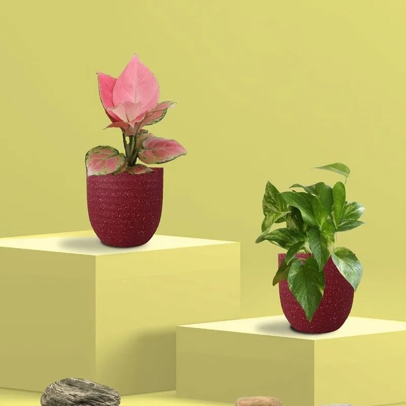 Greenkin Aglaonema Pink & Gold King Live Plants (Red) - Set Of Two media 3