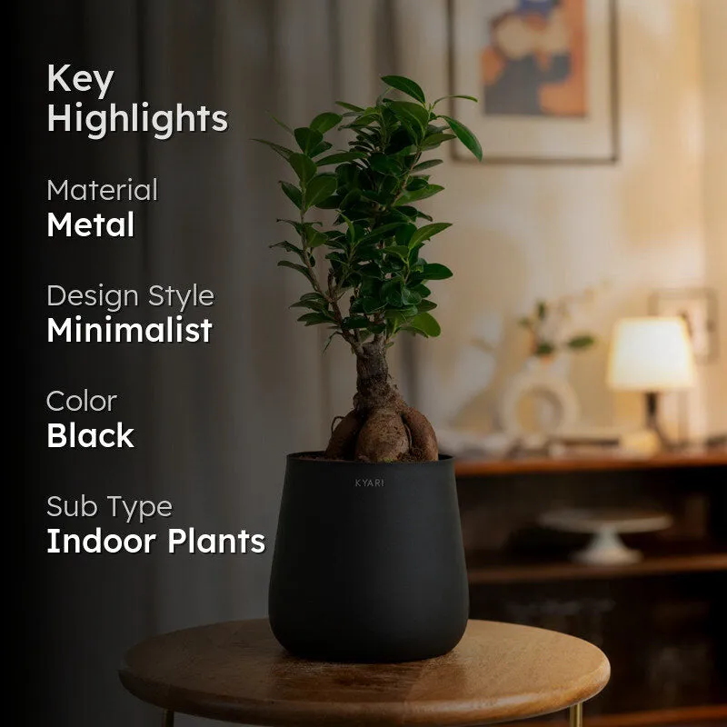 Kyari Ficus Microcarpa Bonsai With Jet Metal Self Watering Pot - Black media 2