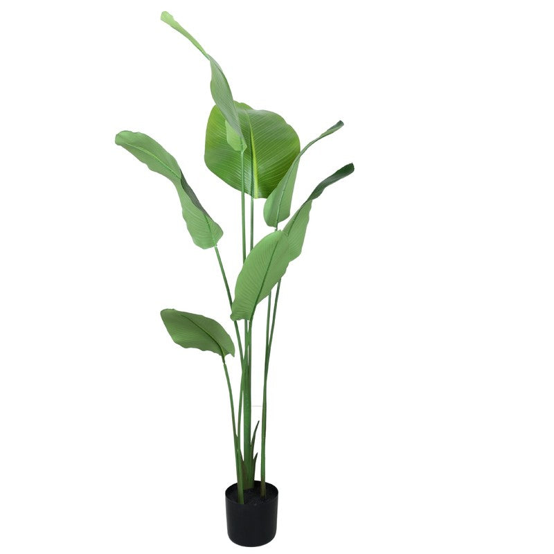 Artificial Calathea Plant With Black Fiber Pot - 5.2 Feet media 5