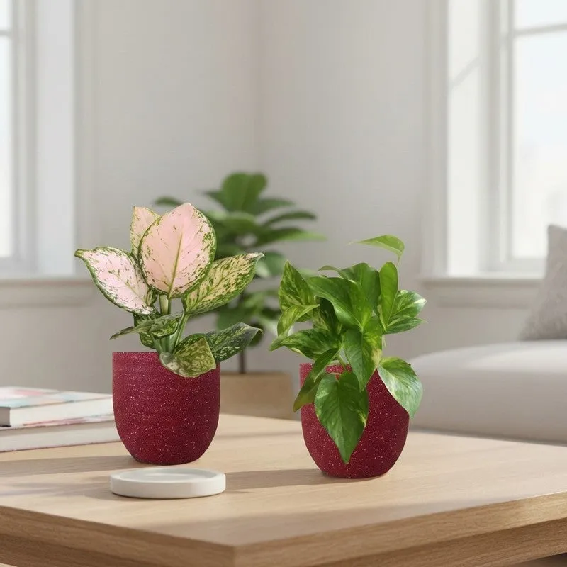 Greenkin Aglaonema Wishes & Gold King Live Plants (Red) - Set Of Two media 1