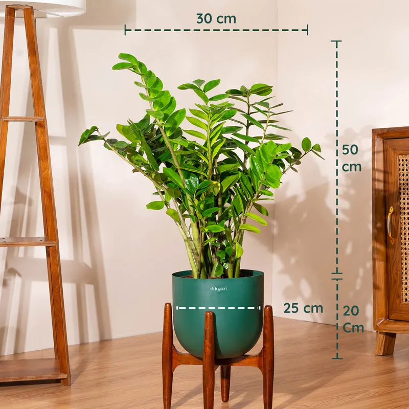 Kyari Green ZZ Plant With Metal Self Watering Pot (Green) - 5