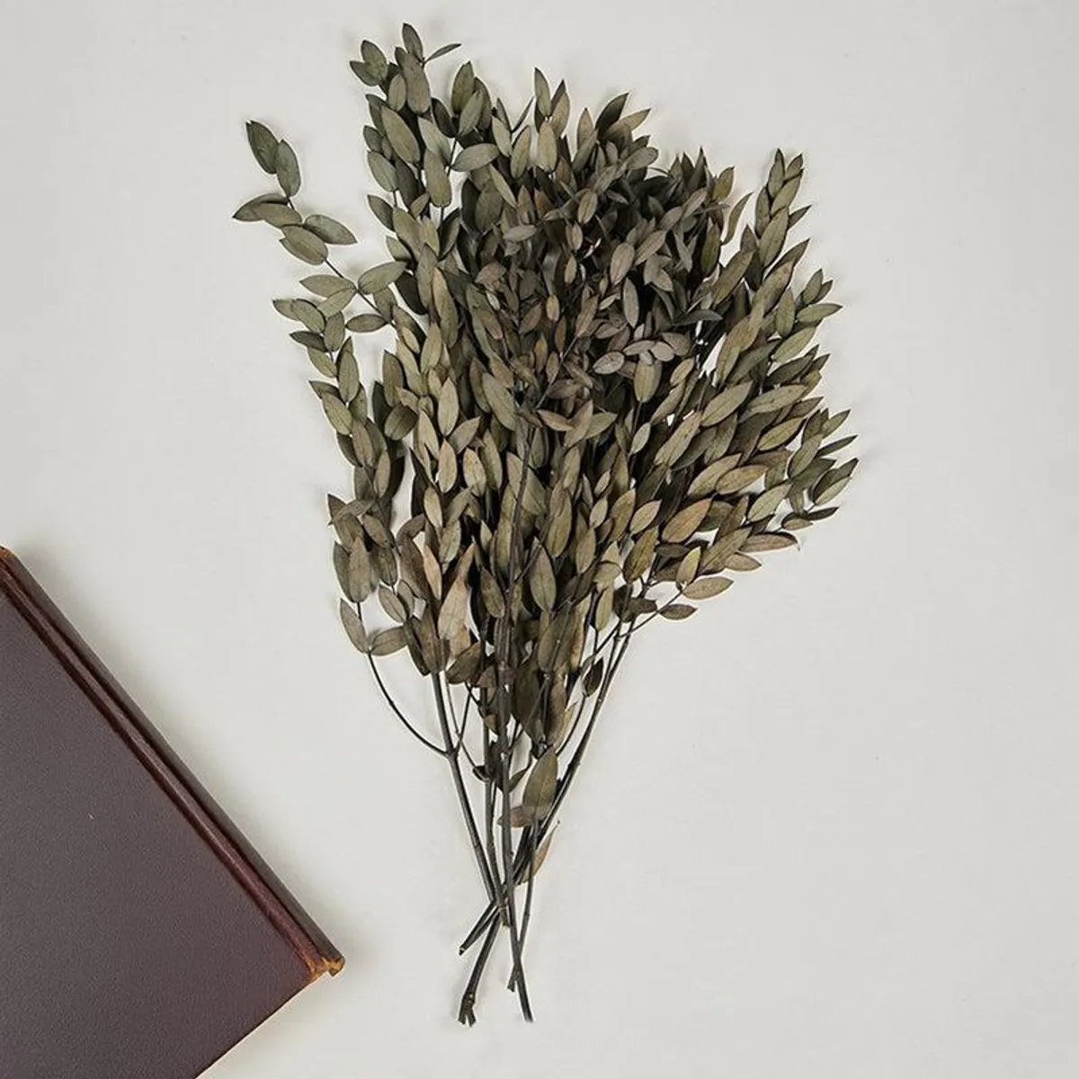 Green dried eucalyptus stems arranged against a light wall