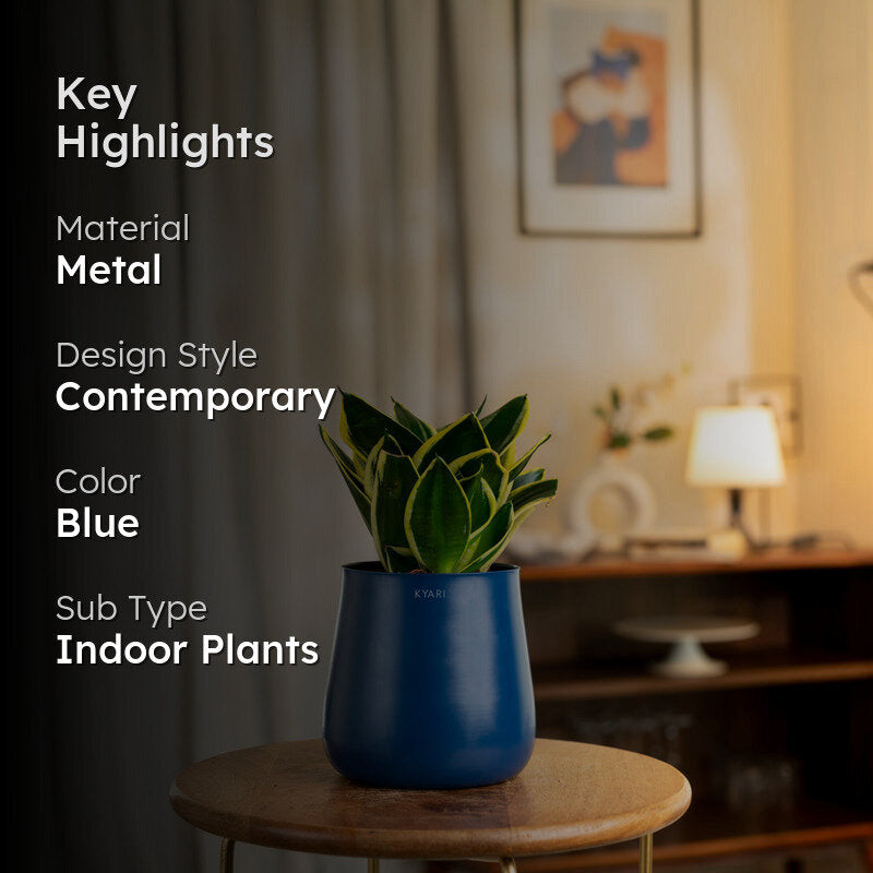 Kyari Golden Hahnii Snake Plant With Metal Self Watering Pot - Blue media 2