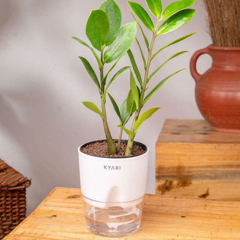 Kyari Zamioculcas Zamiifolia (ZZ) Plant With Self Watering Pot (White) - 18 cm media 5