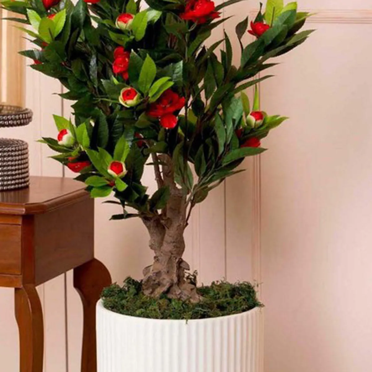 Close view of red blooms, green leaves and textured trunk in a ribbed white pot