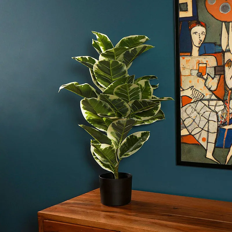 Veridora Artificial Rubber Plant With Black Plastic Pot - 2.5 Feet media 3