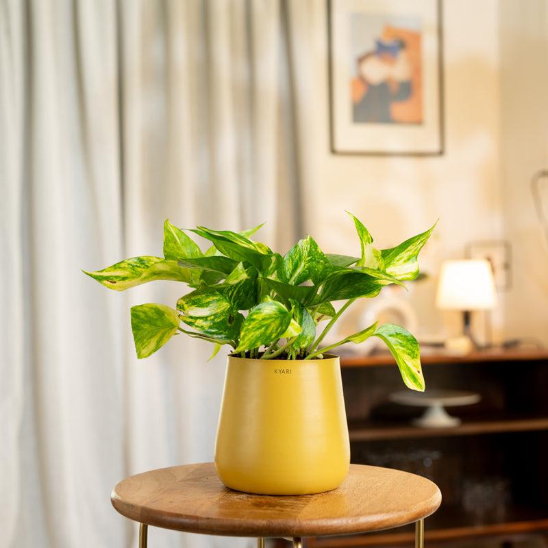Kyari Money Plant Variegated With Metal Self Watering Pot - Yellow
