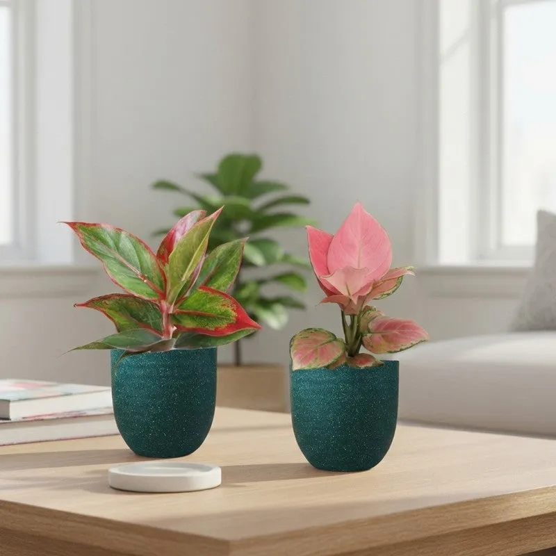 Greenkin Aglaonema Pink & Lipstick Live Plants (Green) - Set Of Two media 1