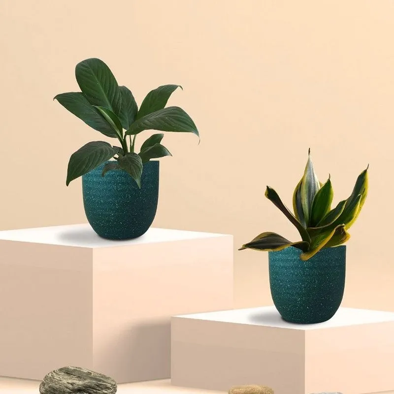 Greenkin Lily & Golden Snake Live Plants (Green) - Set Of Two media 3