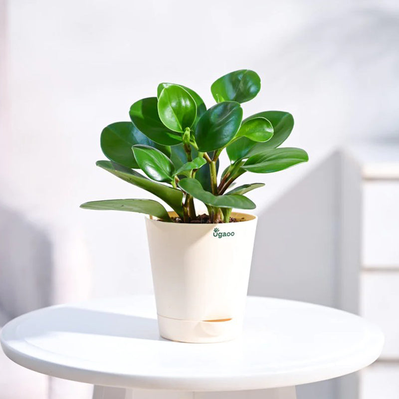 Live Plants