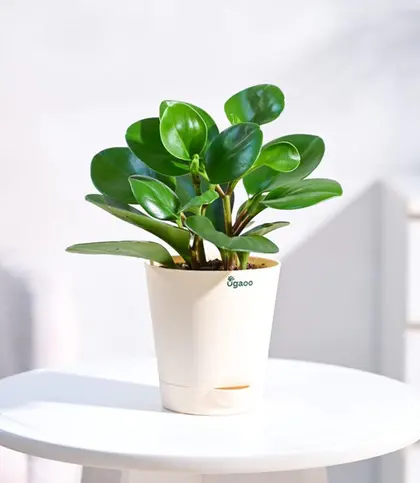Live Plants