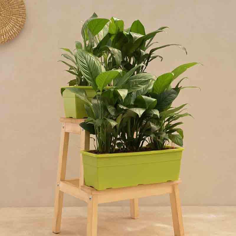 Live Plants