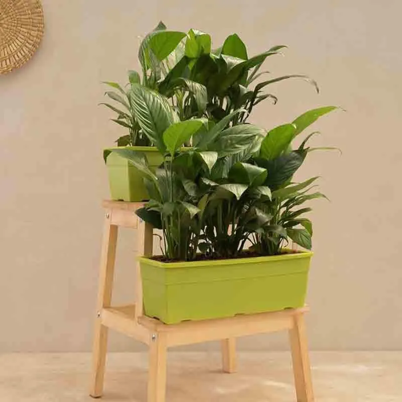 Ugaoo Peace Lily Plant - Set of 2 media 1