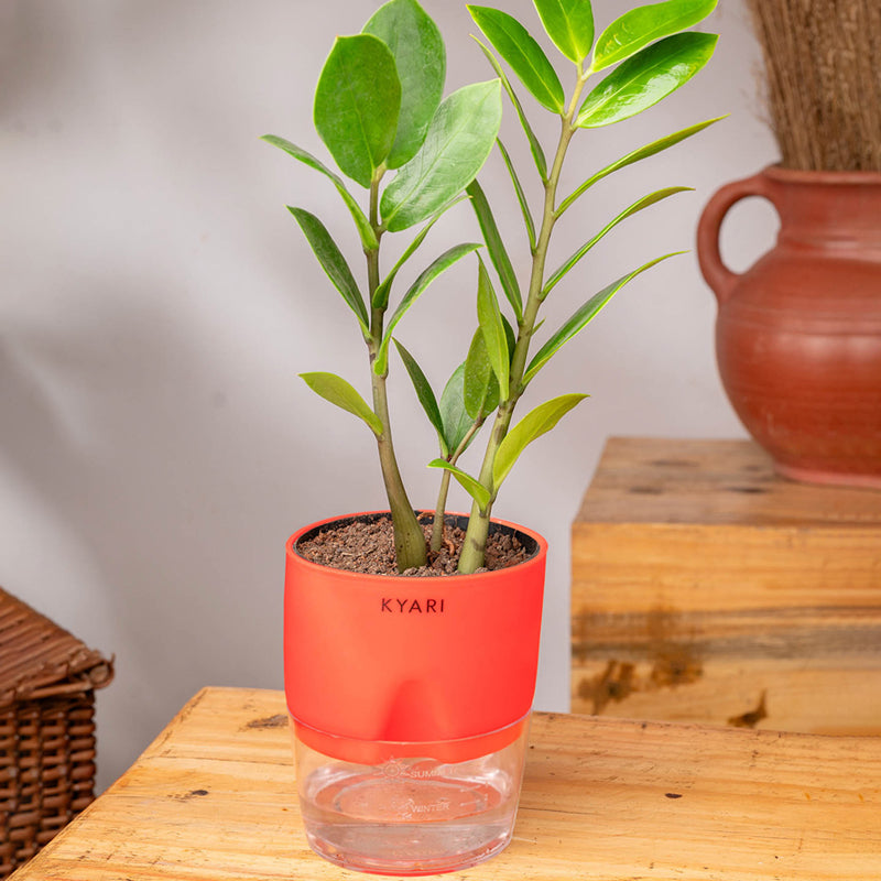 Kyari Zamioculcas Zamiifolia (ZZ) With Self Watering Pot - Red media 3