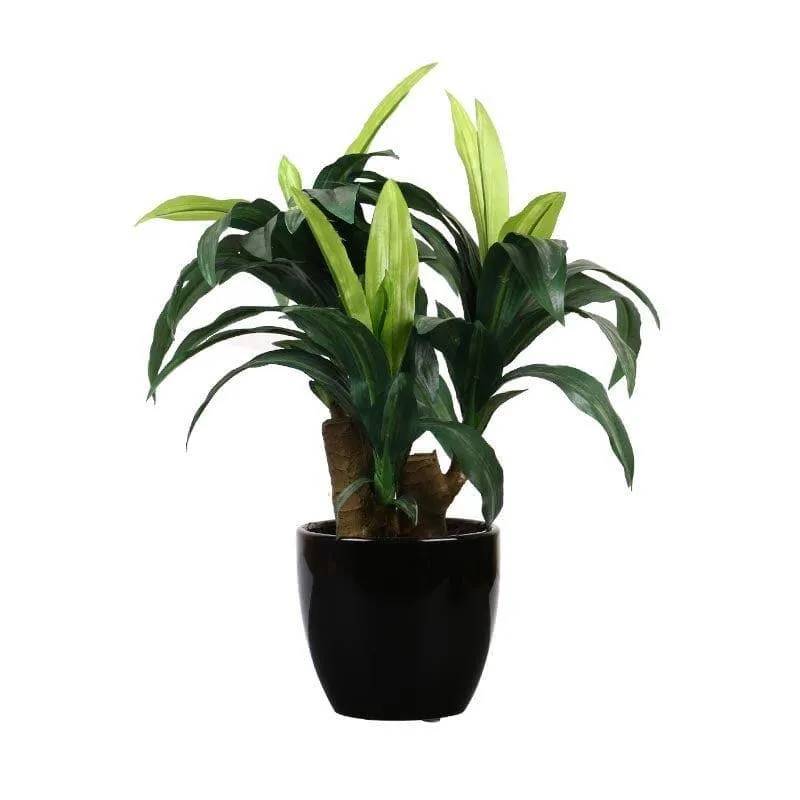 Faux Short Dracaena Bonsai - 35 cms media 3