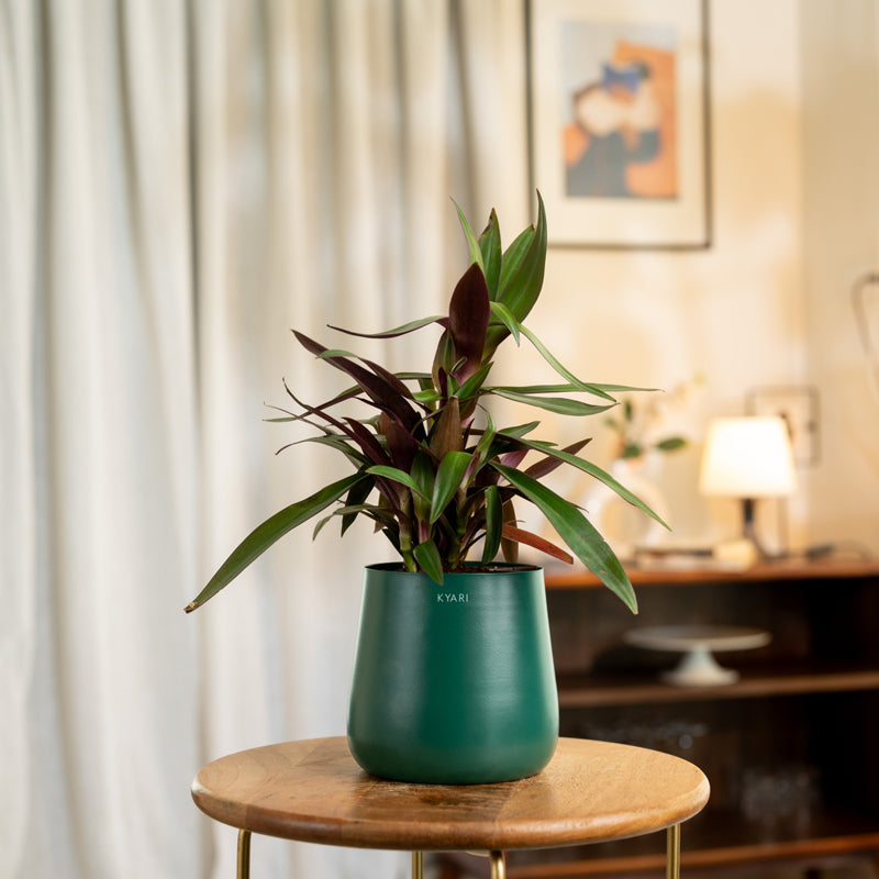 Kyari Oyster Plant With Metal Self Watering Pot - Green