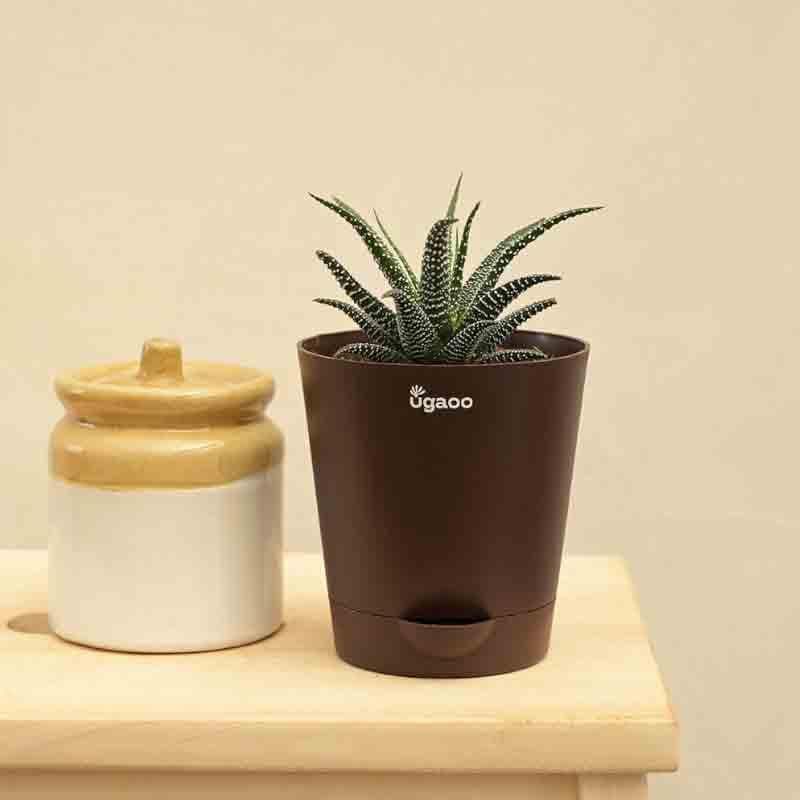 Ugaoo Haworthia Fasciata Plant media 7