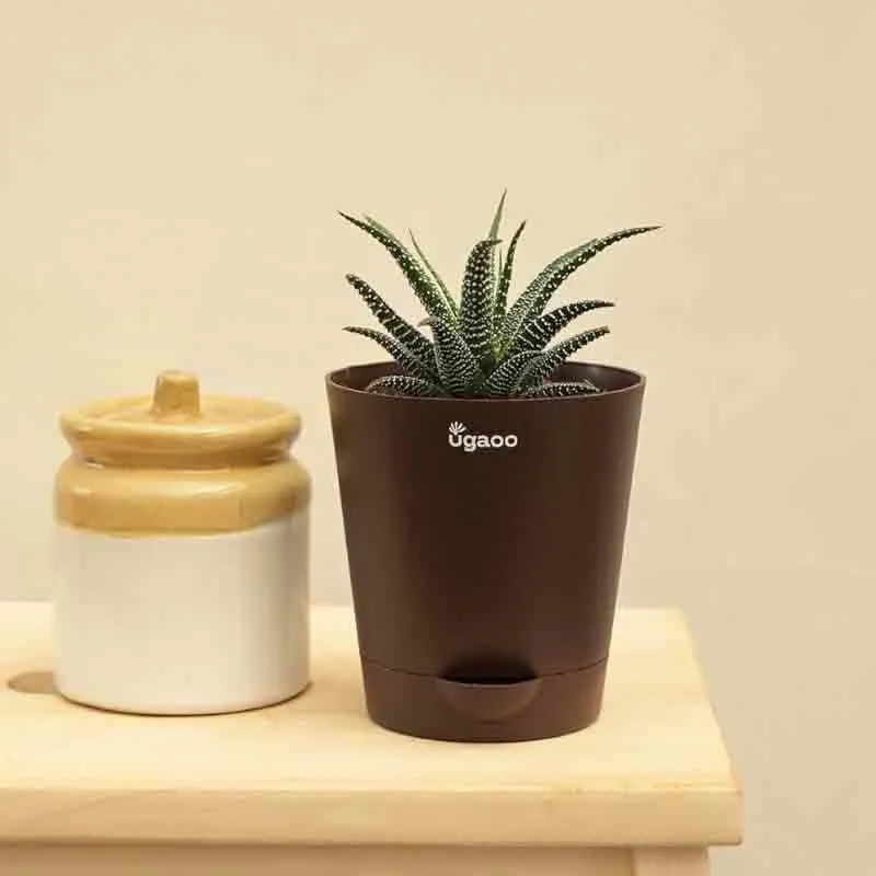 Ugaoo Haworthia Fasciata Plant media 7