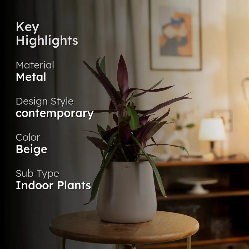 Kyari Oyster Plant With Metal Self Watering Pot - Beige media 2