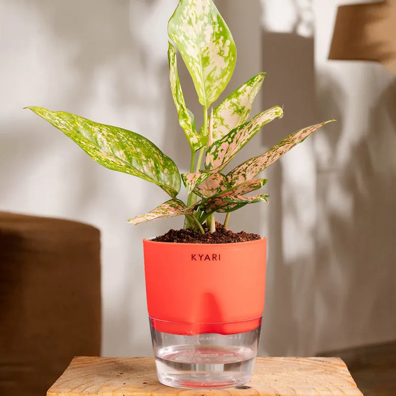 Kyari Aglaonema Snow White With Self Watering Pot - Red media 1