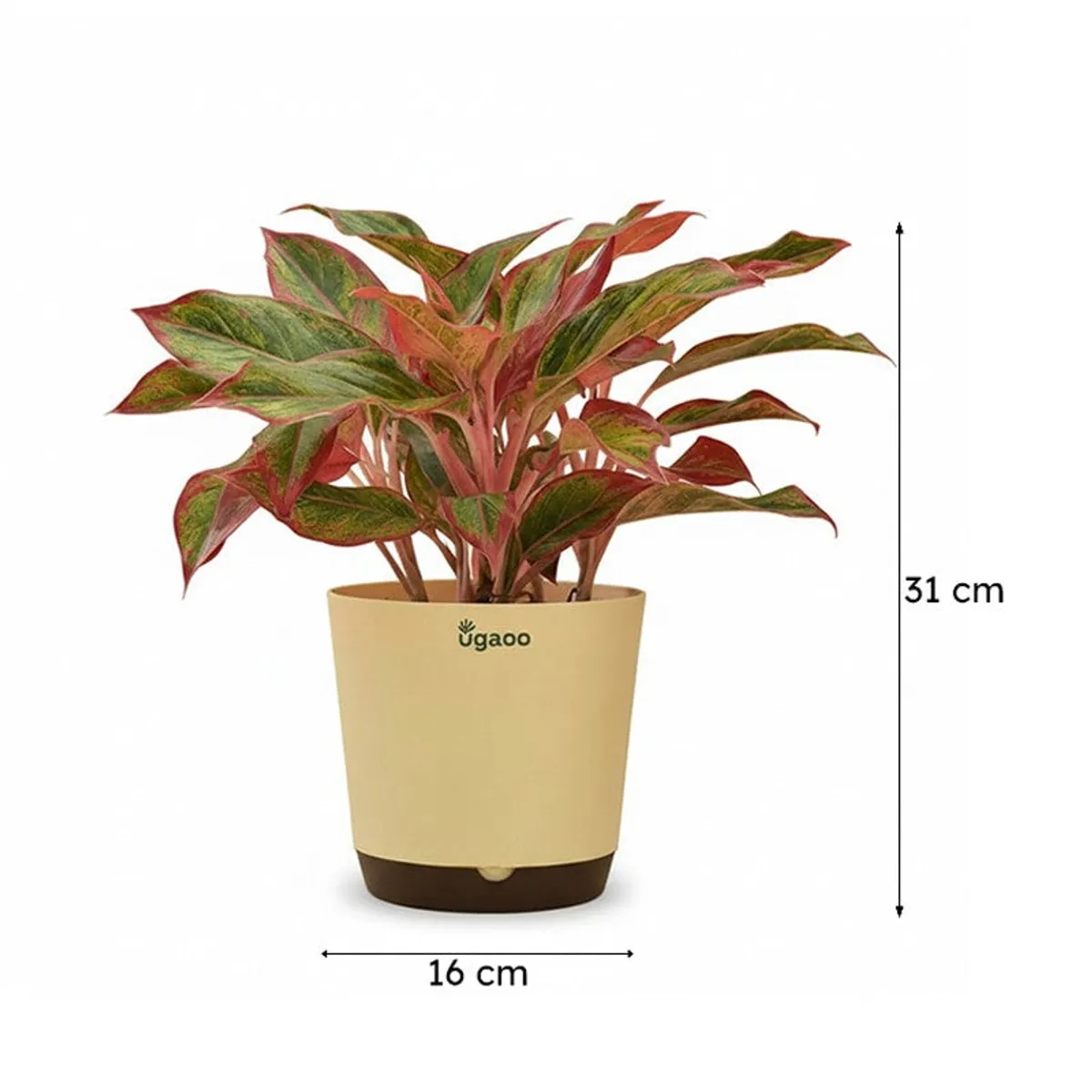 Aglaonema plant in a planter shown against a plain background