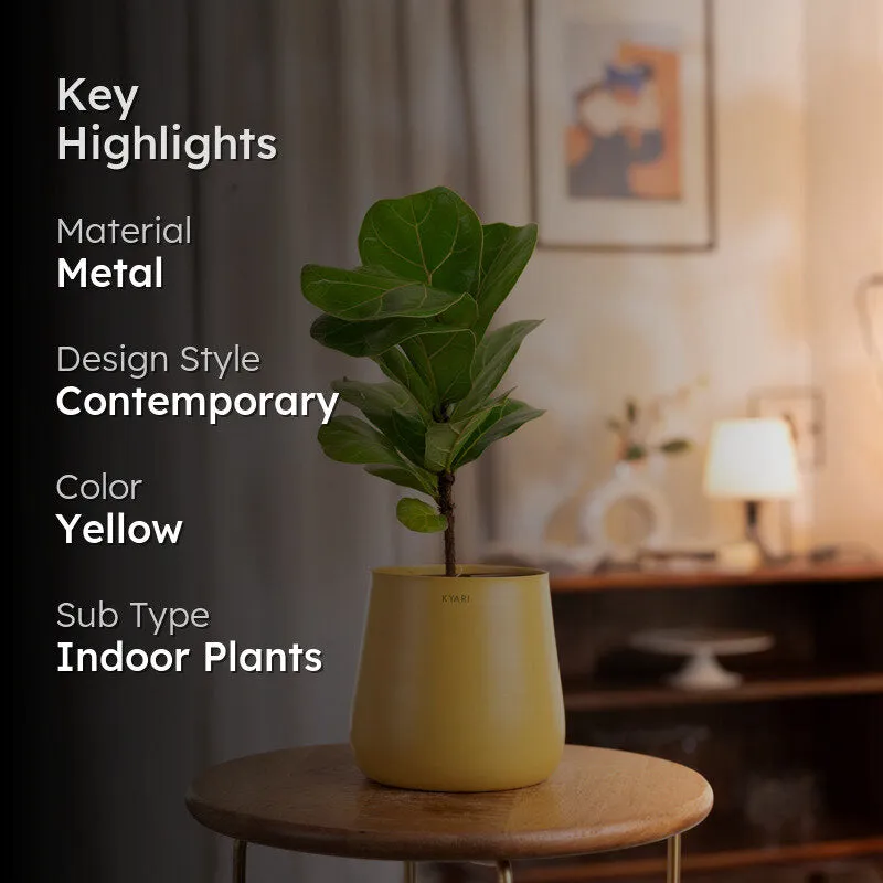 Kyari Fiddle Fig Plant With Metal Self Watering Pot - Yellow media 2