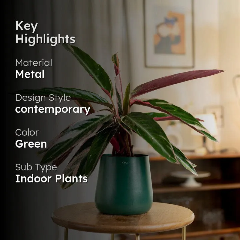 Kyari Calathea Triostar With Metal Self Watering Pot - Green media 2