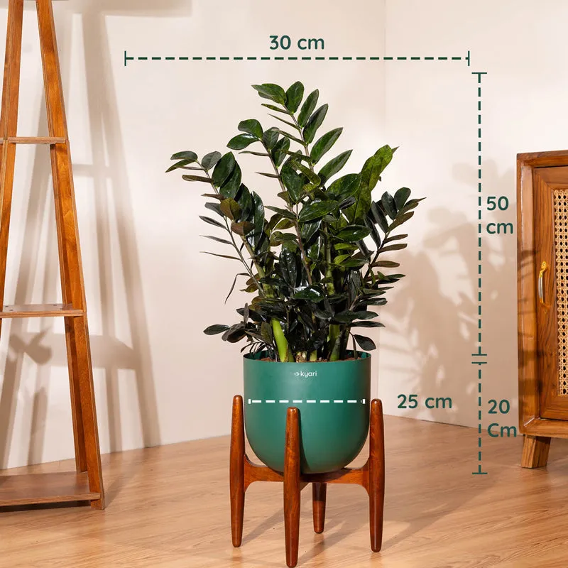Kyari ZZ Plant With Metal Self Watering Pot (Green) - 2.4 Feet media 5