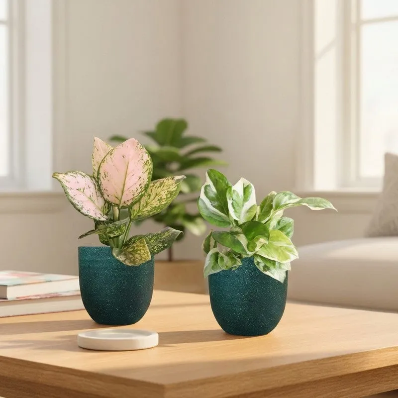 Greenkin Aglaonema Wishes & Njoy Live Plants (Green) - Set Of Two media 1