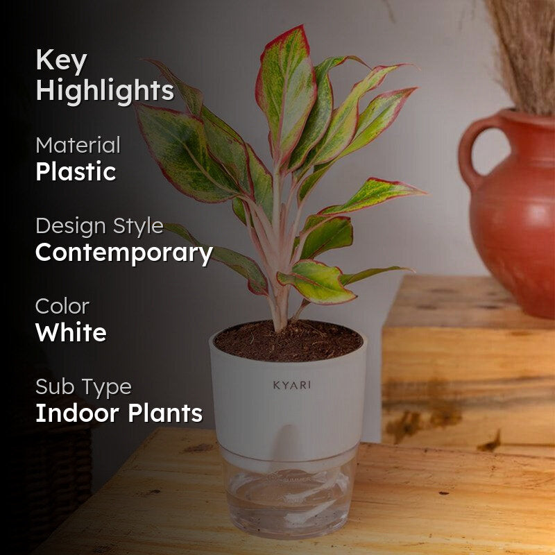 Kyari Aglaonema Lipstick Plant With Self Watering Pot - White media 2