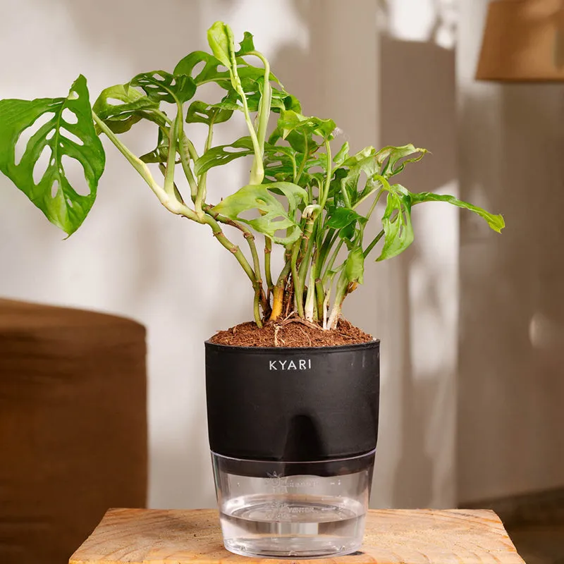 Kyari Philodendron/Broken Heart Plant With Self Watering Pot (Black) - 18 cm media 1