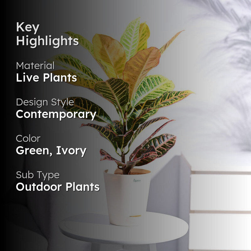 Ugaoo Croton Petra Plant media 2