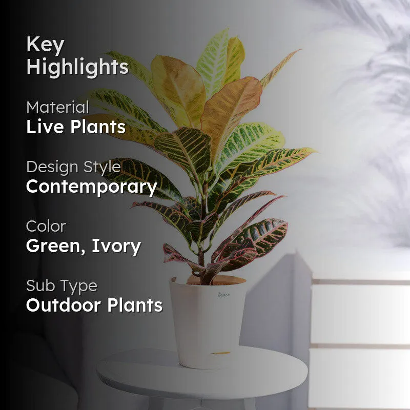 Ugaoo Croton Petra Plant media 2