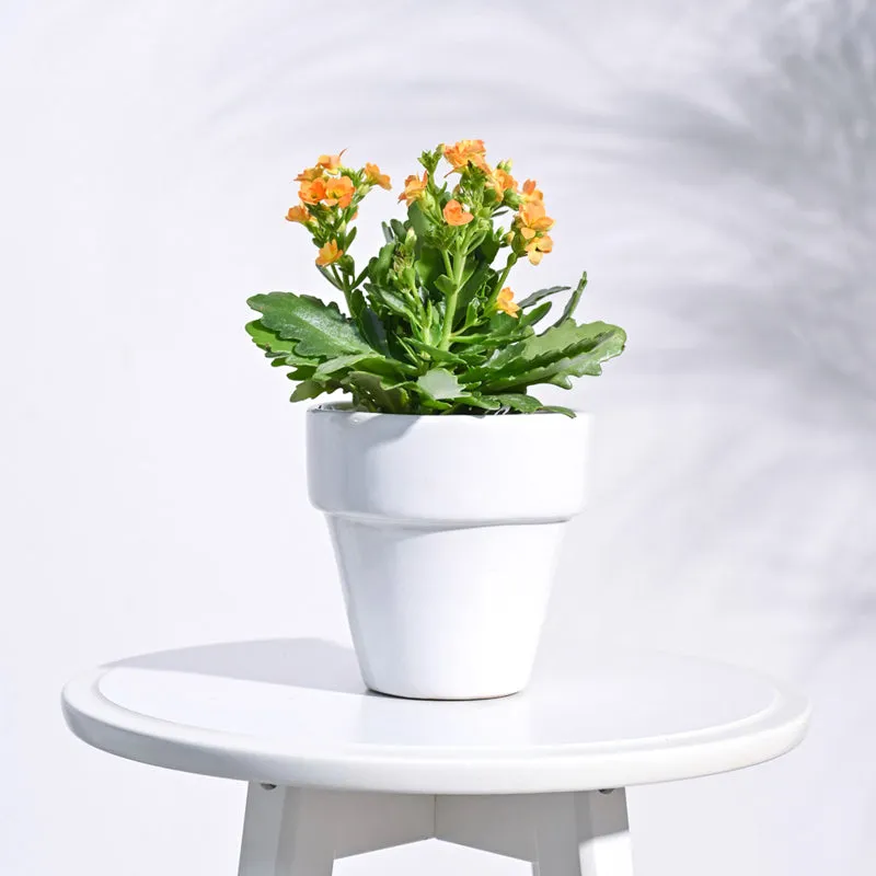 Ugaoo The Dream White Small Ceramic Pot media 3