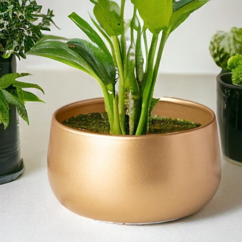 Utmi Golden Planter media 2
