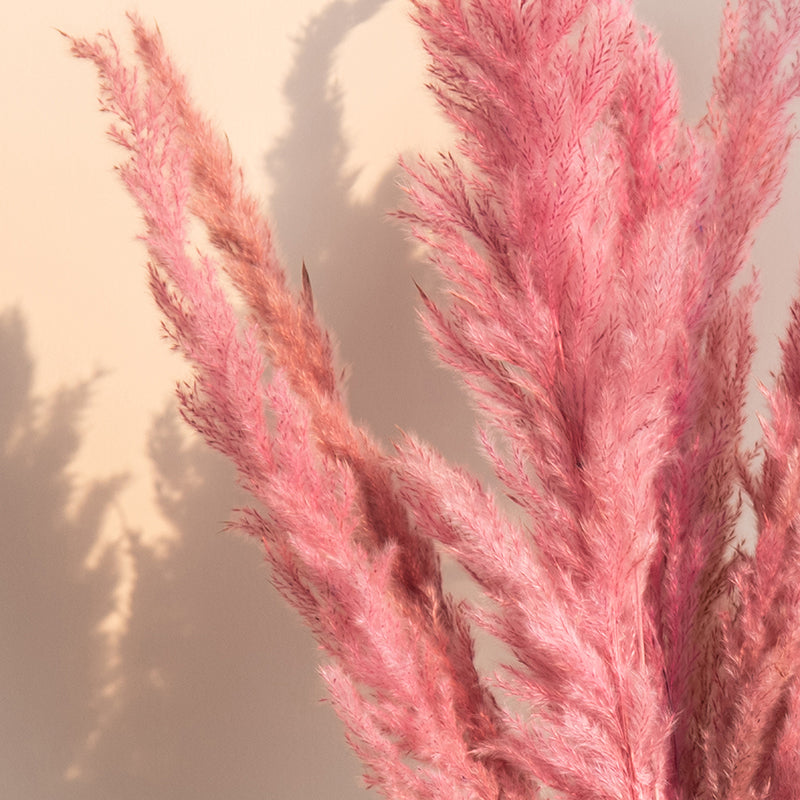 Sittora Pampas Stick (Pink) - Set Of Ten media 5