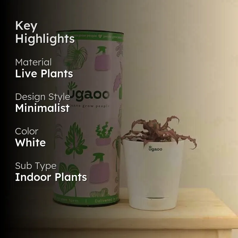 Ugaoo Earth Star Plant media 2