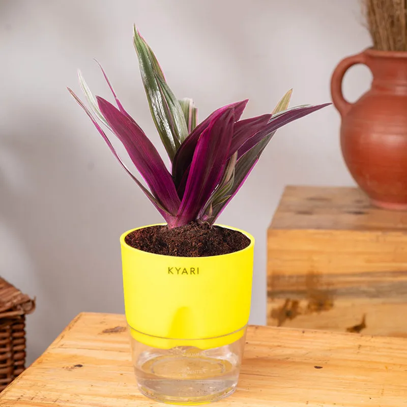 Purple and green oyster plant in a yellow pot displayed on a wooden surface