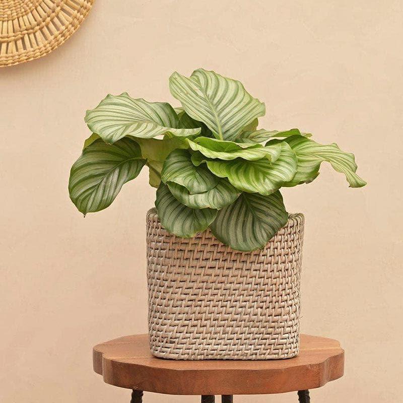 Ugaoo Square Cane Planter (20 CM) - Grey media 3