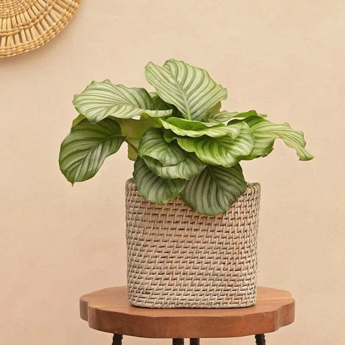 Square woven planter styled with a leafy plant on a stool