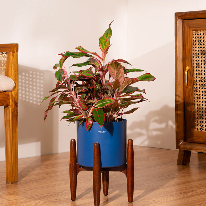 Kyari Agalonema Lipstick Plant With Metal Self Watering Pot (Blue) - 2 Feet
