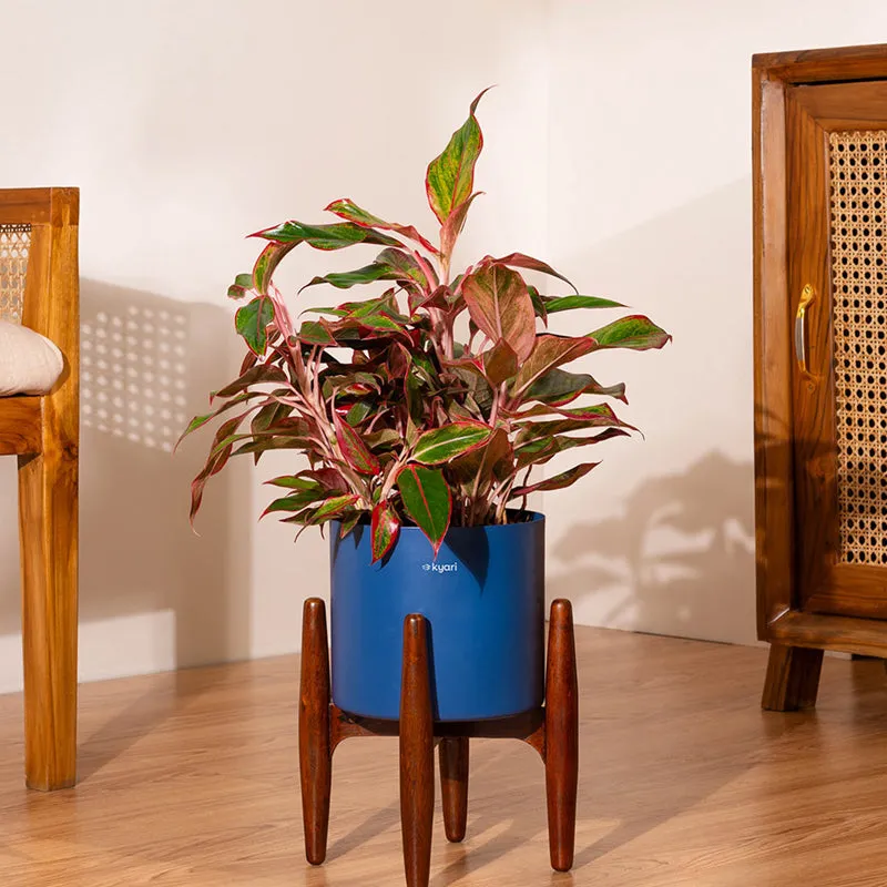 Kyari Agalonema Lipstick Plant With Metal Self Watering Pot (Blue) - 2 Feet media 1