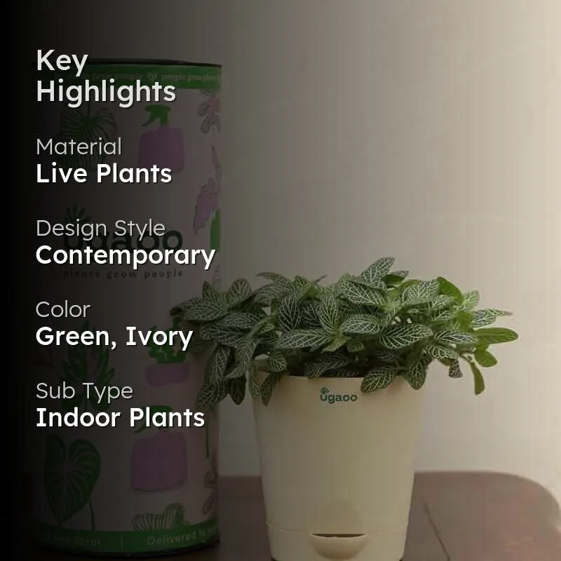 Ugaoo Fittonia Green Plant (Nerve Plant) media 2