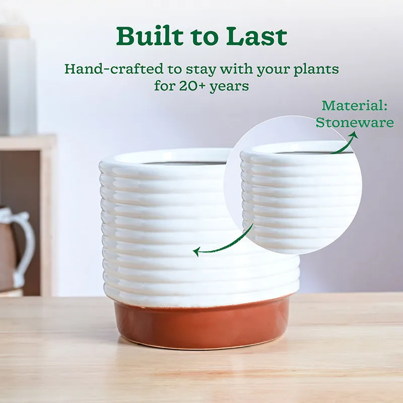 Ugaoo Fern Friend Ceramic Planter - Terracotta media 3
