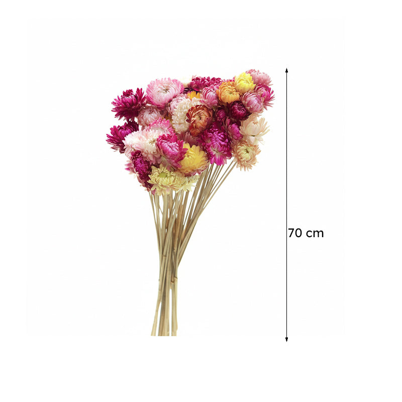 Naturally Dried Chrysanthemum Straw Stems - Set Of Twenty Five media 7