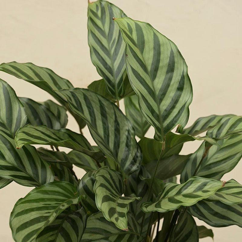 Ugaoo Calathea Freddie Natural Live Indoor Plant - Medium media 5